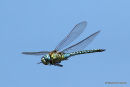 Southern Migrant Hawker (Aeshna affinis) M