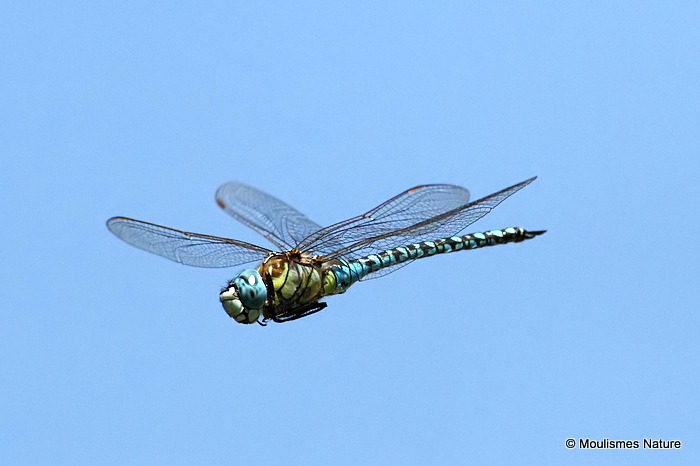 Southern Migrant Hawker (Aeshna affinis) M
