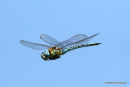 Southern Migrant Hawker (Aeshna affinis) M
