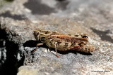 Barbarian Grasshopper (Calliptamus b. barbarus) F