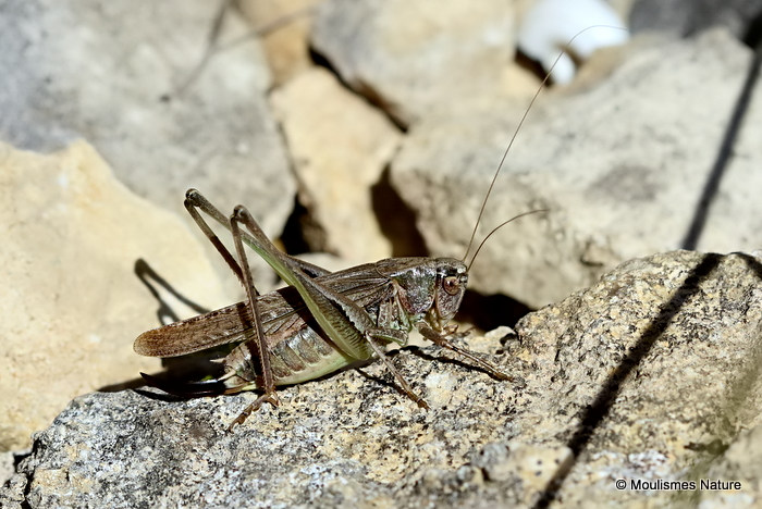 Grey Bush-cricket (Platycleis a. albopunctata) F