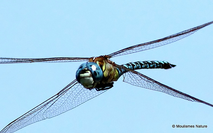 Southern Migrant Hawker (Aeshna affinis) M