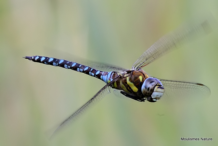 Migrant Hawker (Aeshna mixta) M