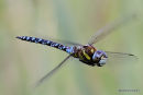 Migrant Hawker (Aeshna mixta) M