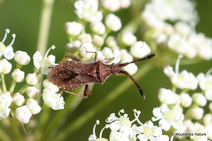 Denticulate Leatherbug (Coriomeris denticulatus)