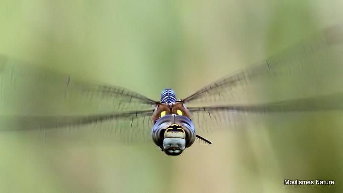 Migrant Hawker (Aeshna mixta) M