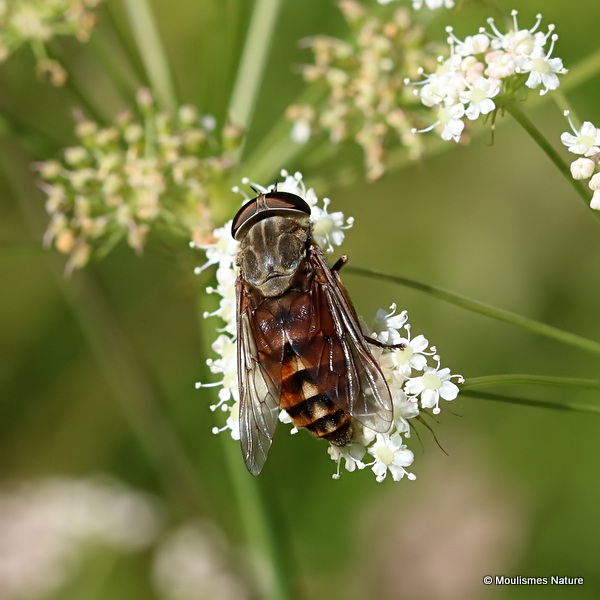 Horsefly (Tabanidae) sp.