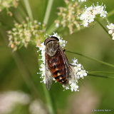 Horsefly (Tabanidae) sp.