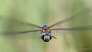 Migrant Hawker (Aeshna mixta) M