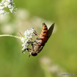 Horsefly (Tabanidae) sp.