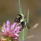 Shrill Carder Bee (Bombus sylvarum)