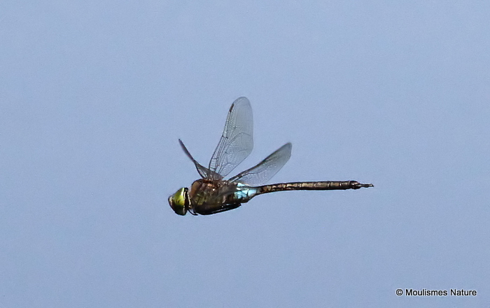 Lesser Emperor (Anax parthenope) M