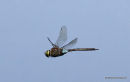 Lesser Emperor (Anax parthenope) M