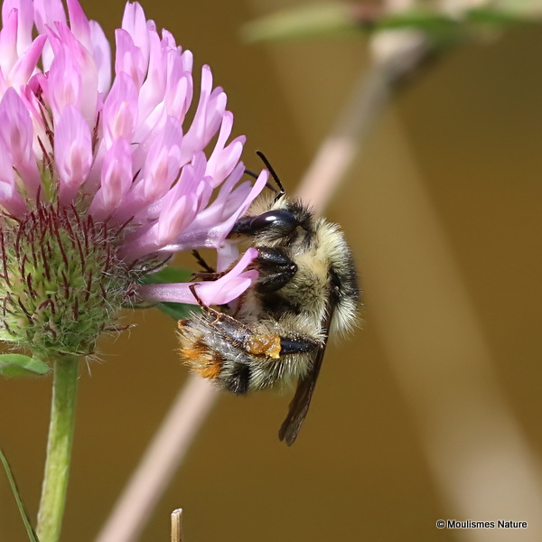 Shrill Carder Bee (Bombus sylvarum)