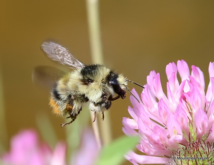 Shrill Carder Bee (Bombus sylvarum)