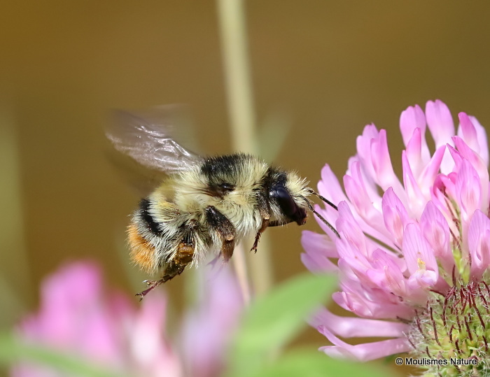 Shrill Carder Bee (Bombus sylvarum)