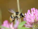 Shrill Carder Bee (Bombus sylvarum)