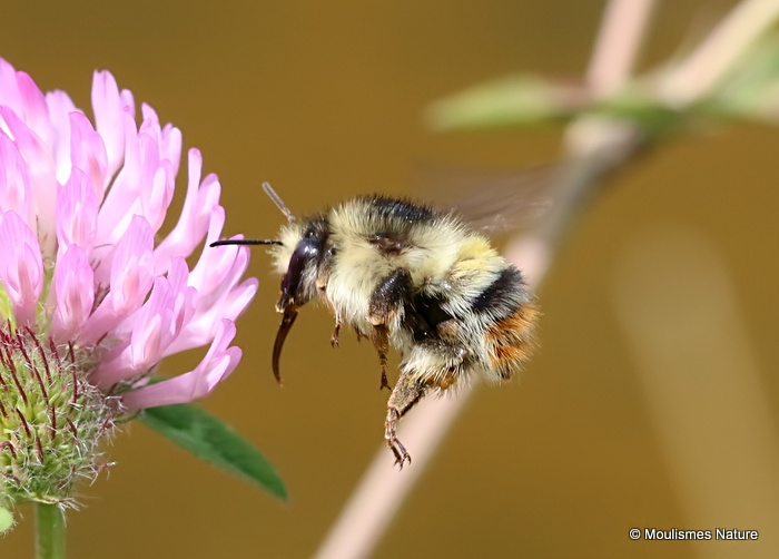 Shrill Carder Bee (Bombus sylvarum)