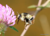 Shrill Carder Bee (Bombus sylvarum)
