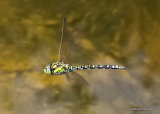 Southern Hawker (Aeshna cyanea) M