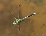 Southern Hawker (Aeshna cyanea) M