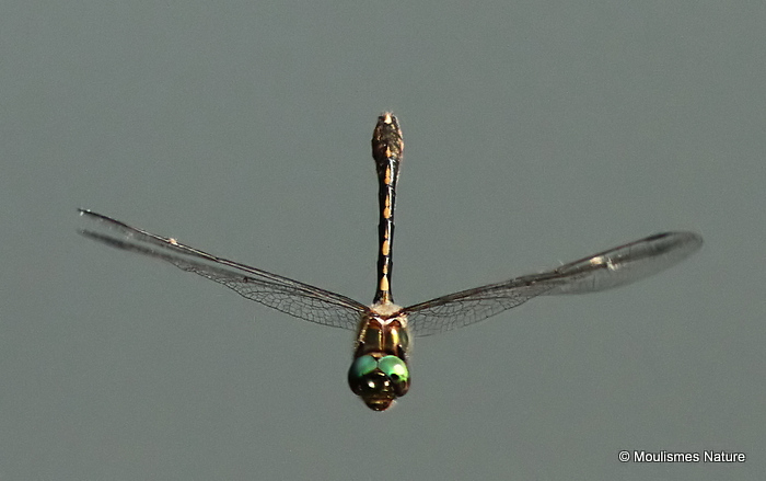 Orange-spotted Emerald (Oxygastra curtisii) M
