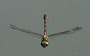 Orange-spotted Emerald (Oxygastra curtisii) M