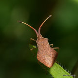 Squash Bug sp. Verlusea rhombea