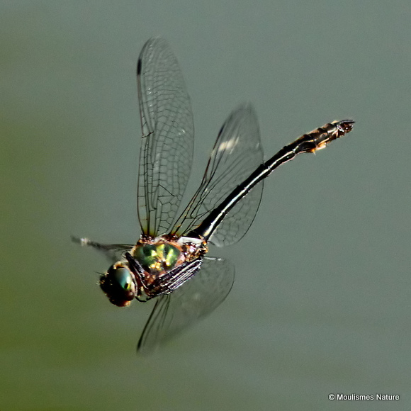Orange-spotted Emerald (Oxygastra curtisii) M
