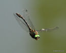 Orange-spotted Emerald (Oxygastra curtisii) M