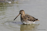 Common Snipe (Gallinago gallinago), Le Teich
