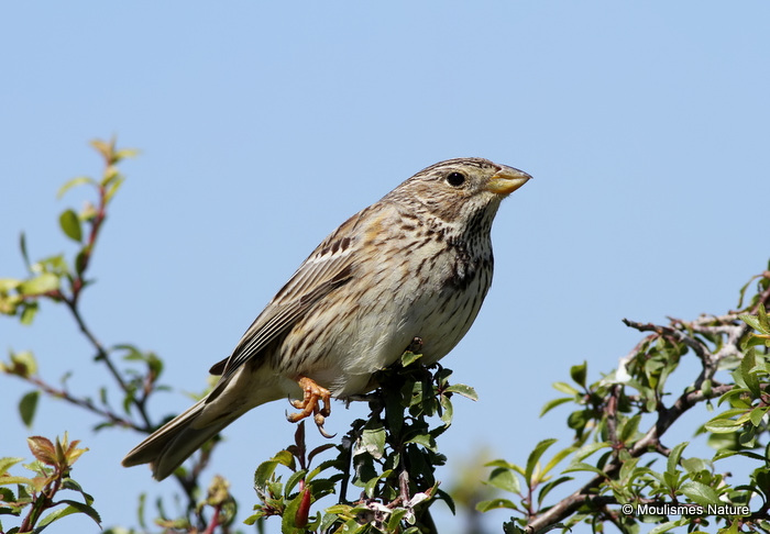 Corn Bunting (Miliaria calandra)