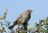 Corn Bunting (Miliaria calandra)
