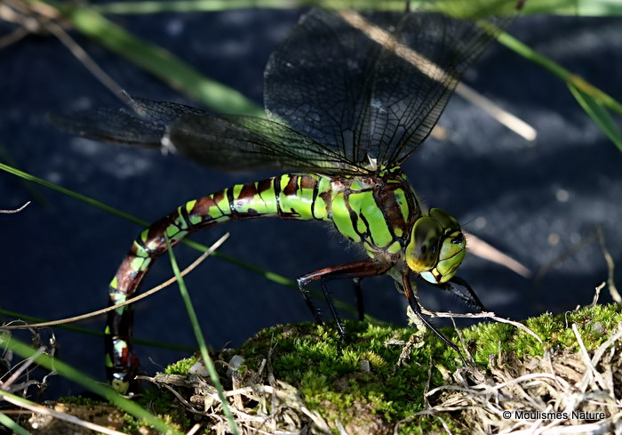 Southern Hawker (Aeshna cyanea) F