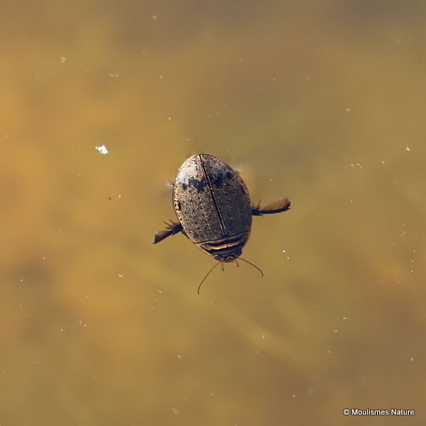 Lesser Diving Beetle (Acilius sulcatus) M