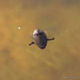 Lesser Diving Beetle (Acilius sulcatus) M