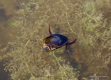 Great Diving Beetle (Dytiscus marginalis) M