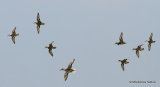 Common Teal (Anas crecca), Le Teich