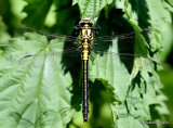 Club-tailed Dragonfly (Gomphus vulgatissimus) F