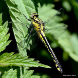 Club-tailed Dragonfly (Gomphus vulgatissimus) F