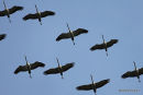 Grus grus en migration