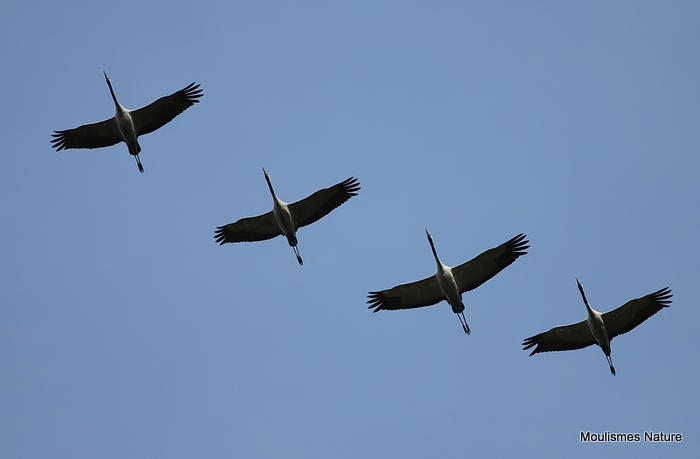 Grus grus en migration