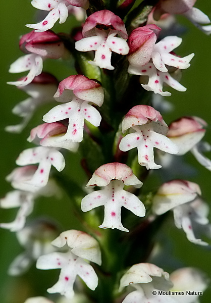 Burnt Orchid (Orchis ustulata)