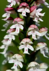 Burnt Orchid (Orchis ustulata)