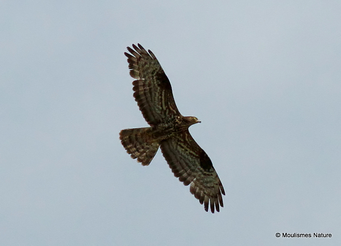 European Honey Buzzard (Pernis apivorus) F-Ad