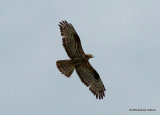 European Honey Buzzard (Pernis apivorus) F-Ad