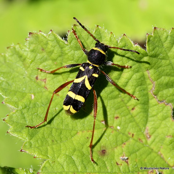 Wasp Beetle (Clytus arietis)