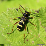 Wasp Beetle (Clytus arietis)