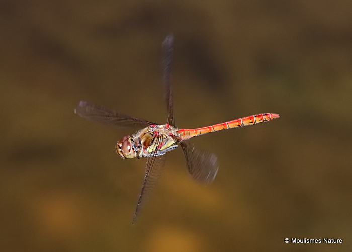 Common Darter (Sympetrum striolatum) M