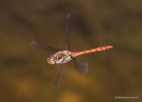 Common Darter (Sympetrum striolatum) M